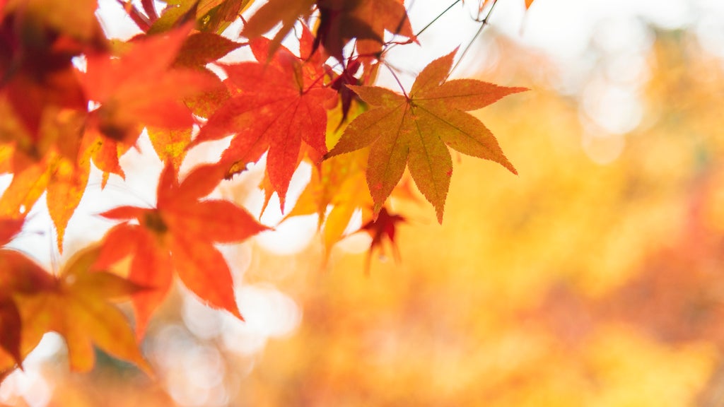 Summery fall warmth continues Thursday in Twin Cities ahead of weekend cooldown — WCCO / CBS Minnesota, Carrollton Community news