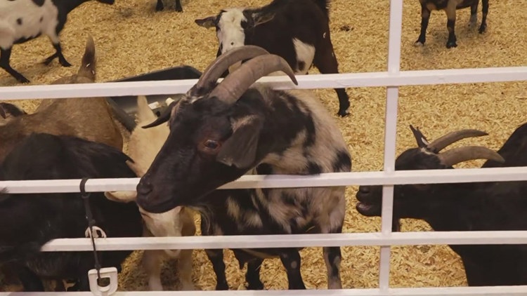 Health officials investigate E. coli cases possibly linked to State Fair of Texas petting zoo — Carrollton Health news