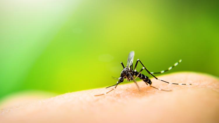 Hillsborough, Pinellas extend states of emergency due to rise in dengue cases — WTSP 10 Tampa Bay, Carrollton Community news
